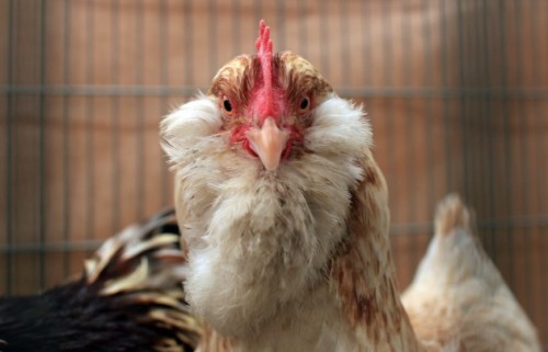 Outraged Chicken