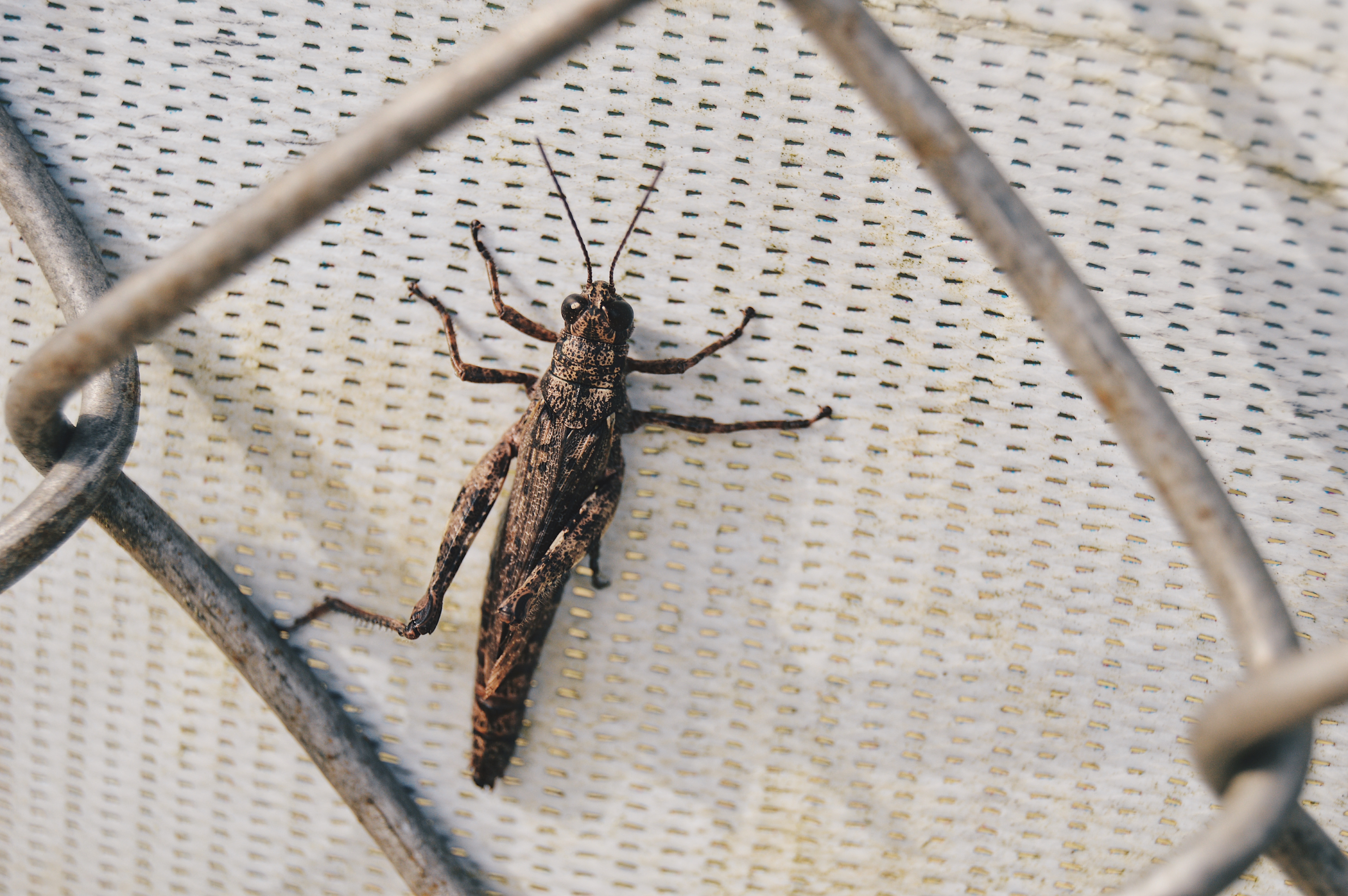 Picture of Cricket.